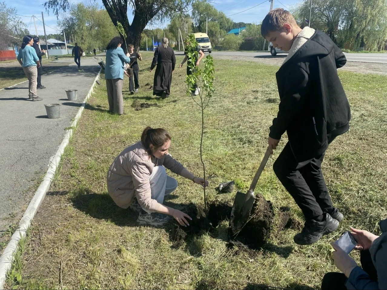 Посадка ивы.