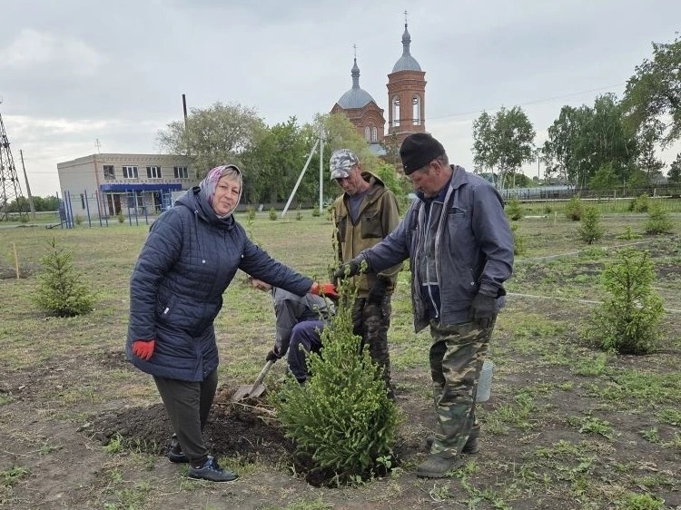 Сегодня в селе Гладковском состоялось важное для всех жителей событие — в Центральном парке были высажены молодые ели..