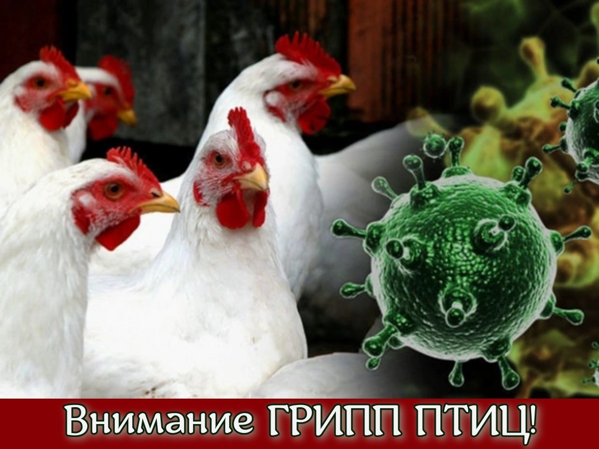 Внимание ГРИПП ПТИЦ!.