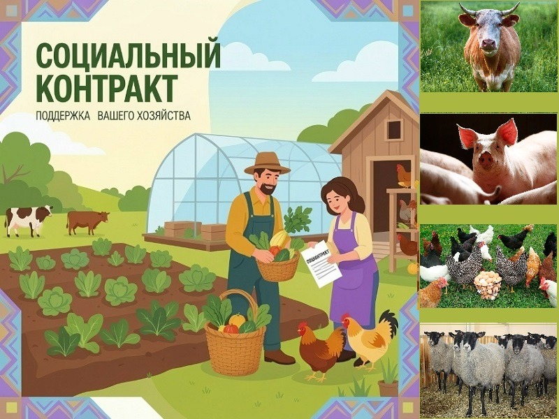 Материальная поддержка на развитие личного подсобного хозяйства.